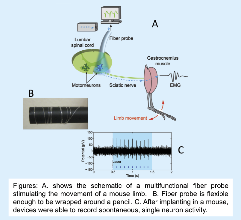 Multifunctional, flexible probes stimulate movement, record neuron activity