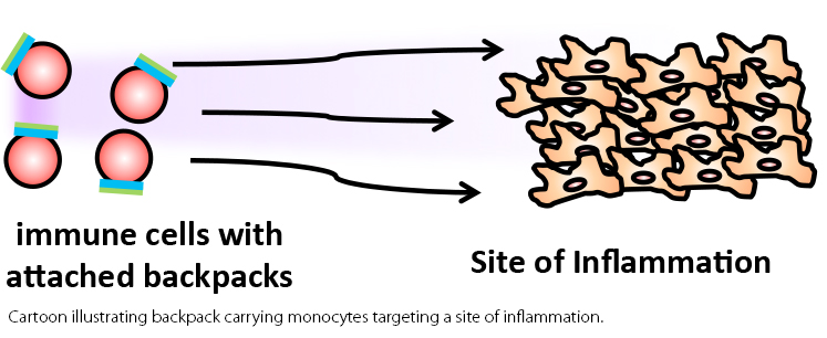 Backpacks attached to monocytes targeting disease sites