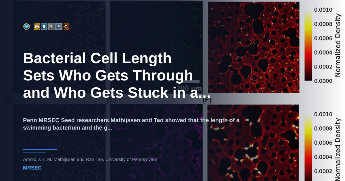 Bacterial Cell Length Sets Who Gets Through and Who Gets Stuck in