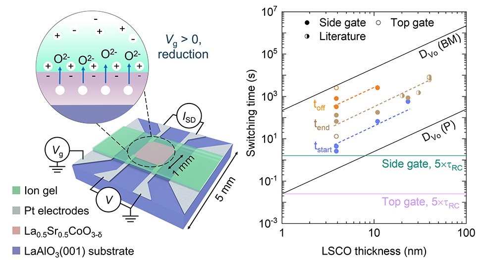 Left- Schematic of an LSCO-based ion-gel electrochemical transistor studied in this work. Right- Switching time vs. LSCO thickness. The three times shown are to start and end the transformation, and to reach a high ON/OFF ratio. Image credit: American Chemical Society. Liang et al., ACS Nano 19, 27782 (2025)