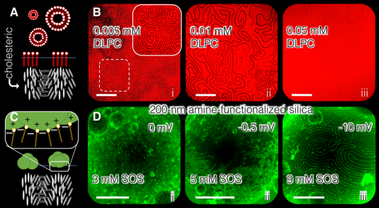 Liquid crystal fingerprint patterns transferred to fluorescently-labeled surfactants.  The surfactants follow the cholesteric stripes.