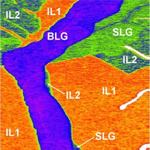 A microscope technique called “Kelvin probe microscopy” (KPM) is used to map the differences in the electrical potential on the surface of graphene on silicon carbide, shown here as different colors.  KPM identifies single layer graphene (SLG), bilayer graphene (BLG), and two types of interfacial layer (IL1 and IL2). 