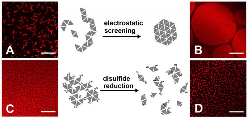 Figure 2. Morphology of protein assembly varied with ionic strength and addition/removal of reducing agent. Assembly of HSA-TR (0.010 mg/mL) was investigated under four conditions