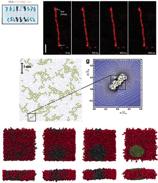 figure: Patterning within Amphiphilic Self-Assemblies using Charge, Curvature, and Crystallinity