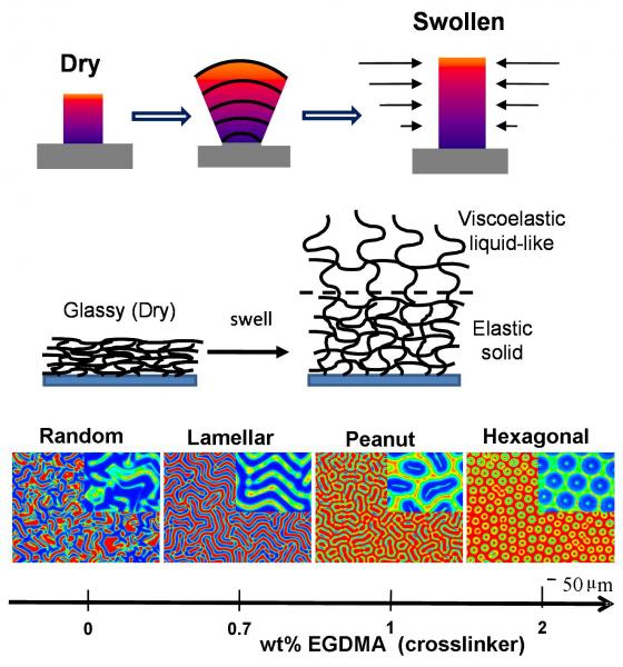 Spontaneous Buckling of Synthetic Gels with Depth-wise Crosslinking Gradient 