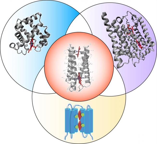 One Protein Scaffold – Multiple Functions