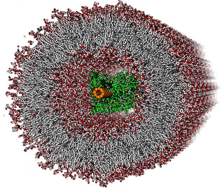 A virus-like particle in which designed and characterized nanotube/protein complexes nucleate a membrane mimetic bilayer.