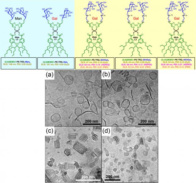 A family of 51 glycodendrimers was synthesized using modular chemistry, with carbohydrate head groups consisting of mono- and di-saccharides linked to hydrophobic tails with different chemistries. The molecules self-assembled into unique supra-structures including vesicles and cubic assemblies.