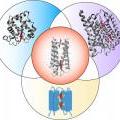 One Protein Scaffold – Multiple Functions