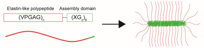 Schematic showing protein self-assembly