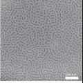 Electron micrograph of structures formed by self-assembling proteins